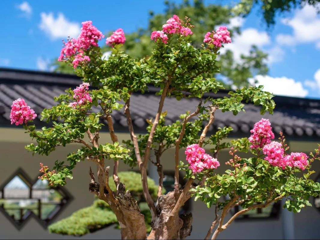 夏日漫步盆景园姹紫嫣红赏紫薇
