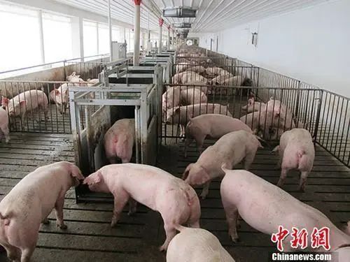 猪价大涨养殖企业获利难猪周期再引热议锐观察