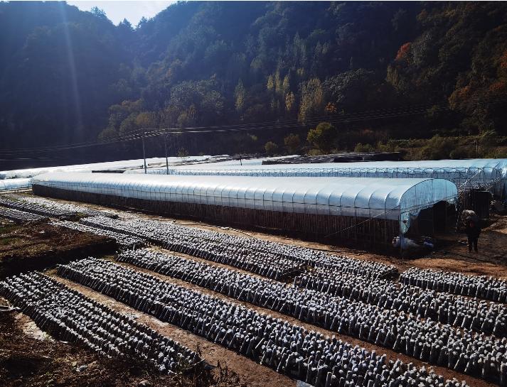 走进商南县十里坪镇黑沟村黑木耳种植基地,一排排大棚在阳光照射下