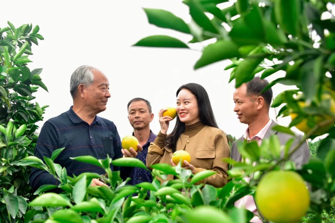 见习记者肖靓 通讯员林家屹 蔡运平 摄赣南脐橙喜开摘11月6日,第五届