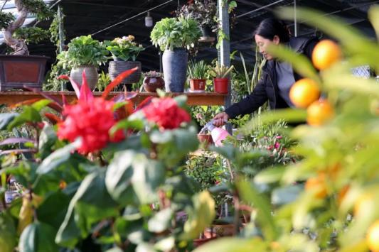 南皮城事 花卉市场节后延续客流小高峰市民感受春意渐浓春将盛 澎湃号政务 澎湃新闻 The Paper