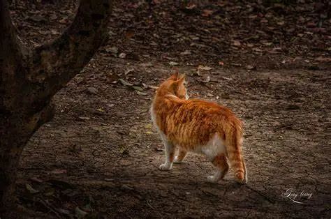 孩子被小区里的流浪猫抓伤，谁的责任？