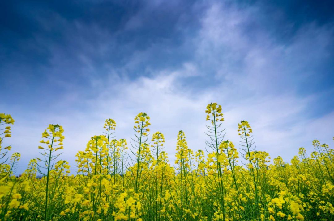 【航拍油菜花海】忘不了万载那片金黄.