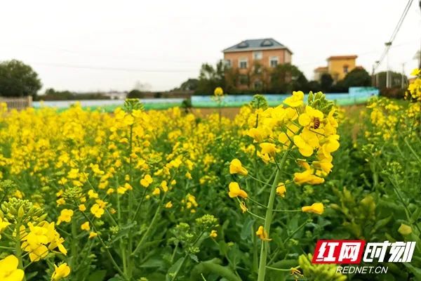 天心区南托街道沿江村:阳光下,小蜜蜂在花海中忙碌着,抓住这春天的