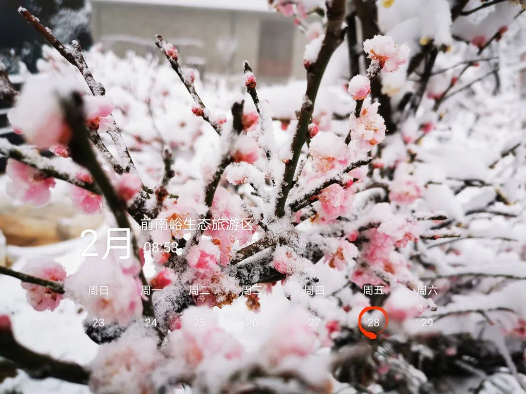傲雪寒梅!前南峪抗大梅园的梅花开了