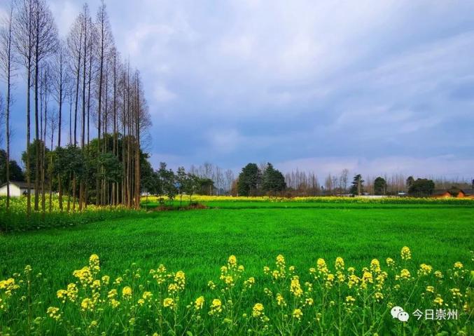 "最美乡村公路"的油菜花开好了 !一起"云赏花"吧