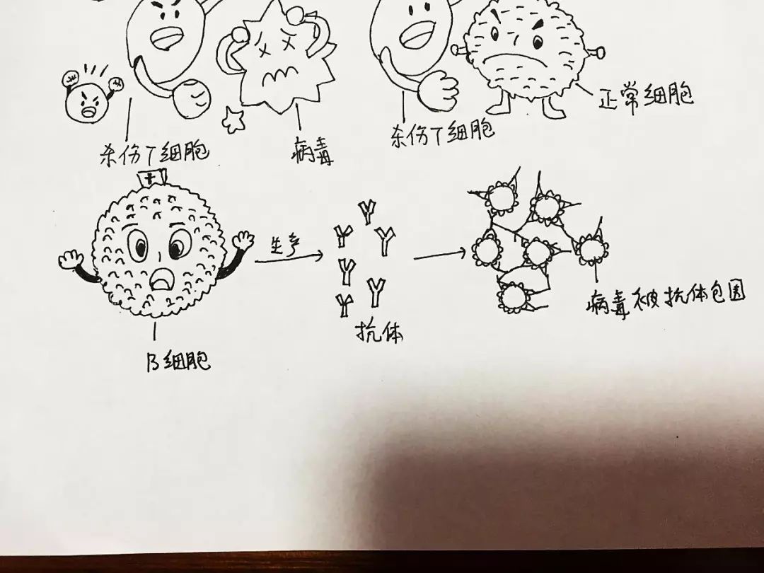 最后巨噬细胞也加入这场"战争"中,它精准的抓住病毒,然后把病毒吞噬并