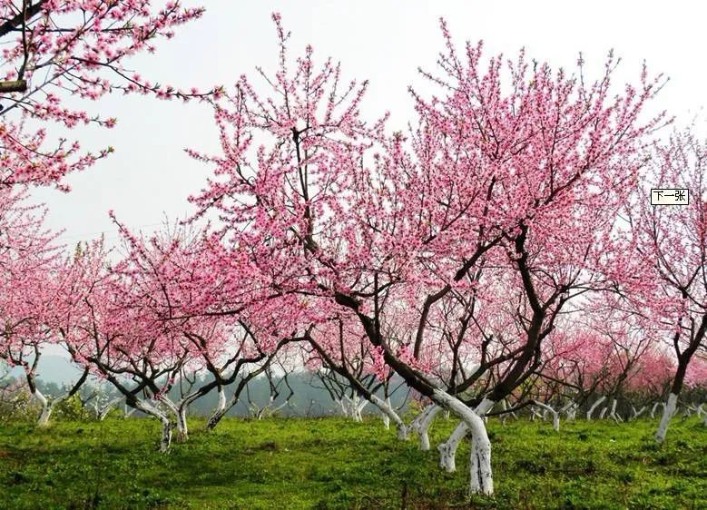 是《桃花源记》中"忽逢桃花林,夹岸数百步,中无杂树,芳草鲜美,落英