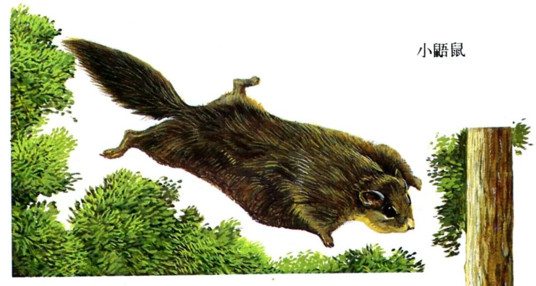 鼯鼠是松鼠的同类,滑翔高手.它们的滑翔距离可以达到70米,每前进3.