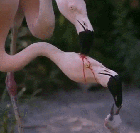 今日全宇宙最涨姿势的十张图