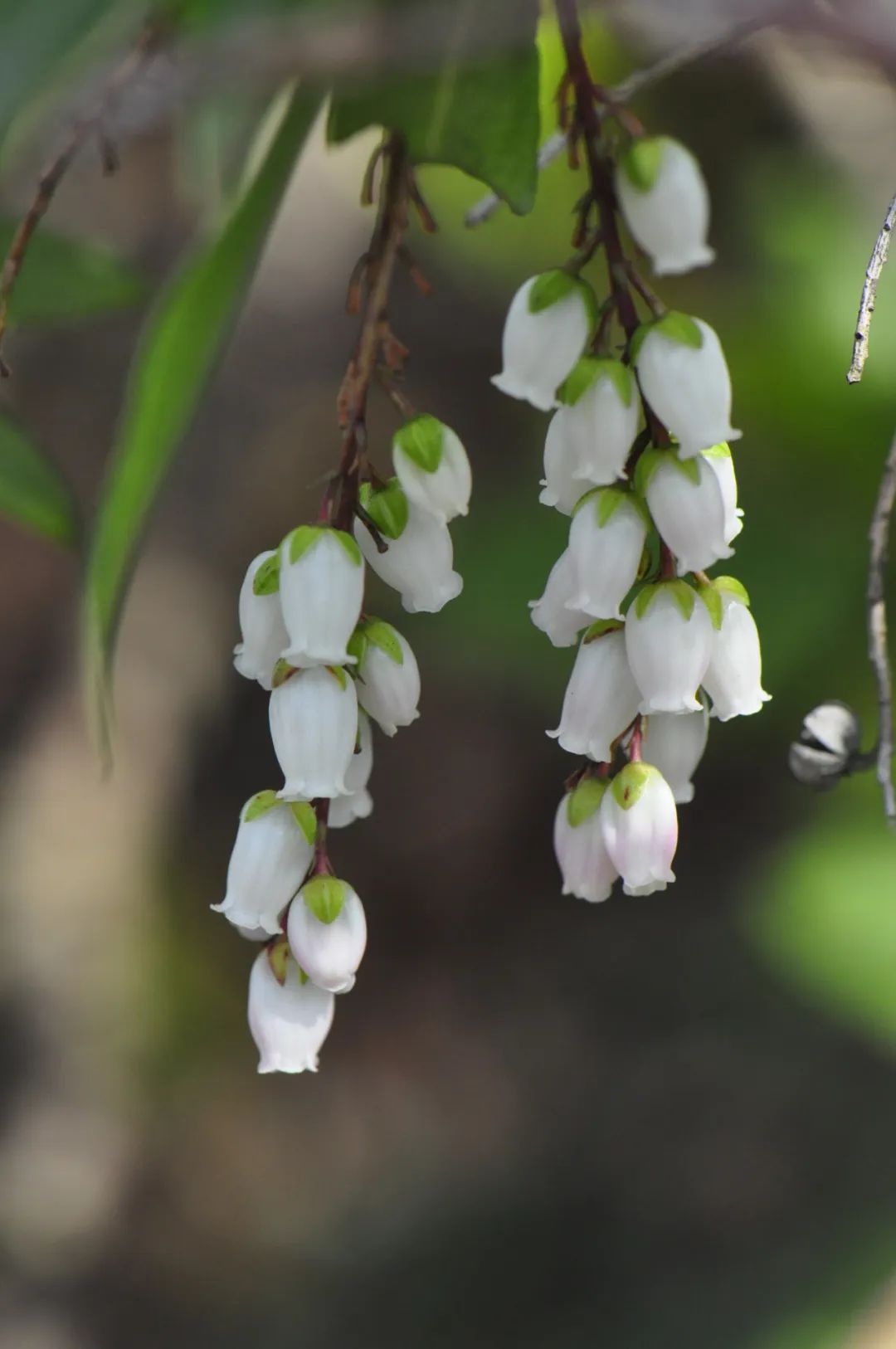 马醉木(pieris japonica),杜鹃花科马醉木属的常绿灌木.