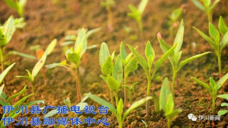 小小禾苗已发芽 火热土地备播忙