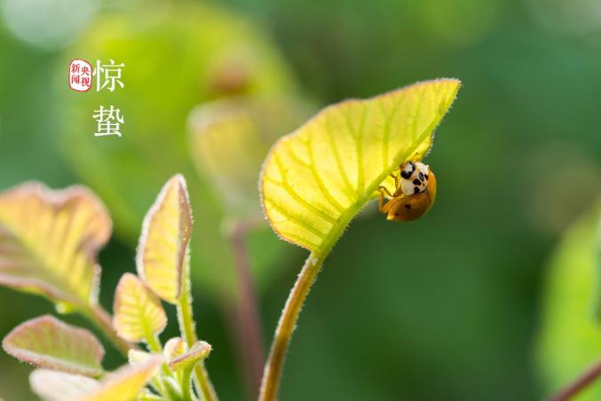 雨 雨夹雪!惊蛰节气到 | 一切蛰伏的美好正在醒来