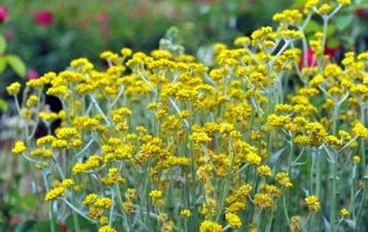 普洱发布  火草花是一种黄色的野花,田边地头随处可见.