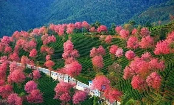 天津市和平区人民法院超过70万株的名贵樱花树.