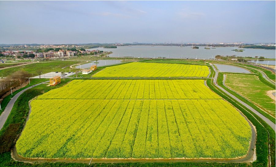 在三水云东海国家湿地公园里,200亩油菜花正在阳光下摇曳,仿似人间