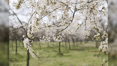 吉安遂川县 樱花 采桑子(樱桃花) 宋·赵师侠 梅花谢后樱花绽,浅浅匀
