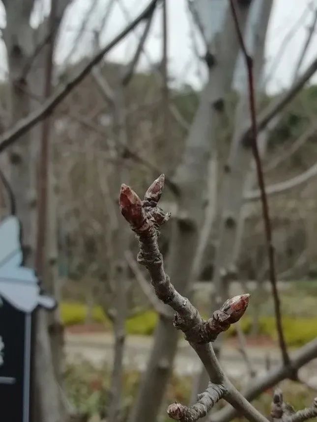 海棠遇见你,今年"云赏花"!