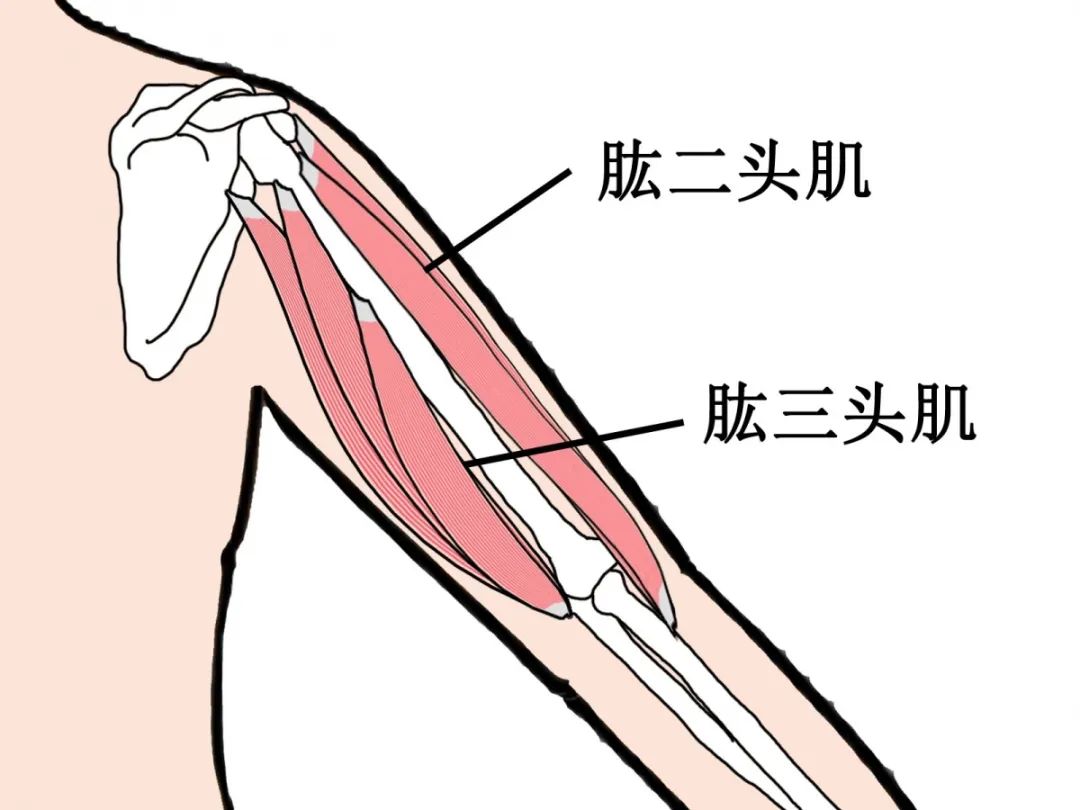 儿童合并手握拳,拇指内收,宜轻缓按揉劳宫,内关,鱼际及前臂屈肌;推压