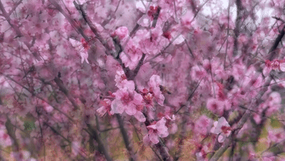 行走在梅花林的小路上 花朵的芬芳唤醒了我们记忆中的春天 飘落而下的