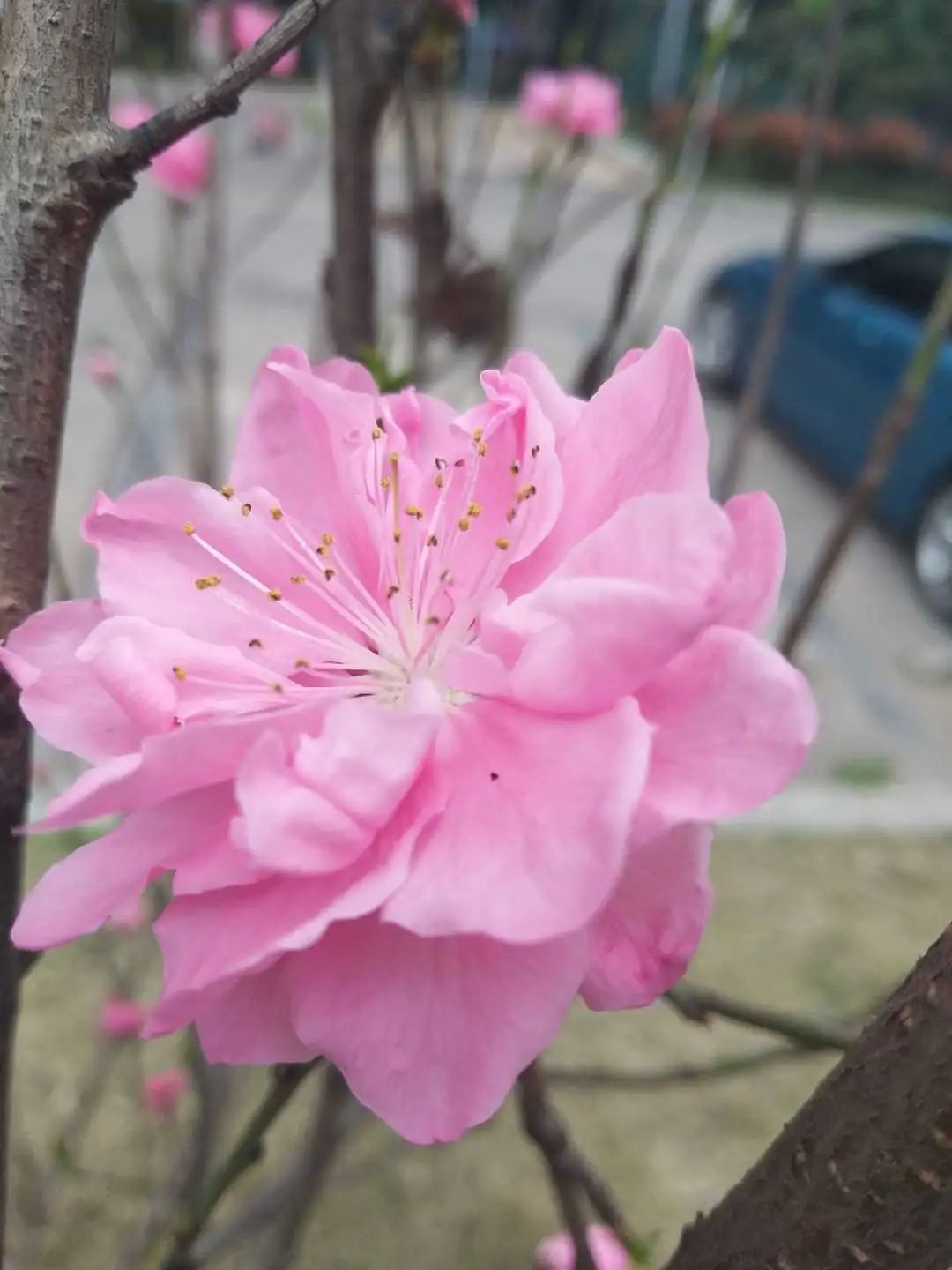 三月桃花水