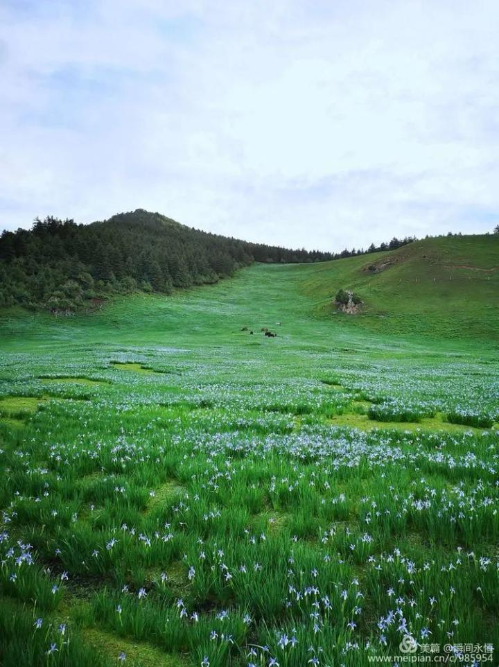 冰沟河马兰花盛开的季节