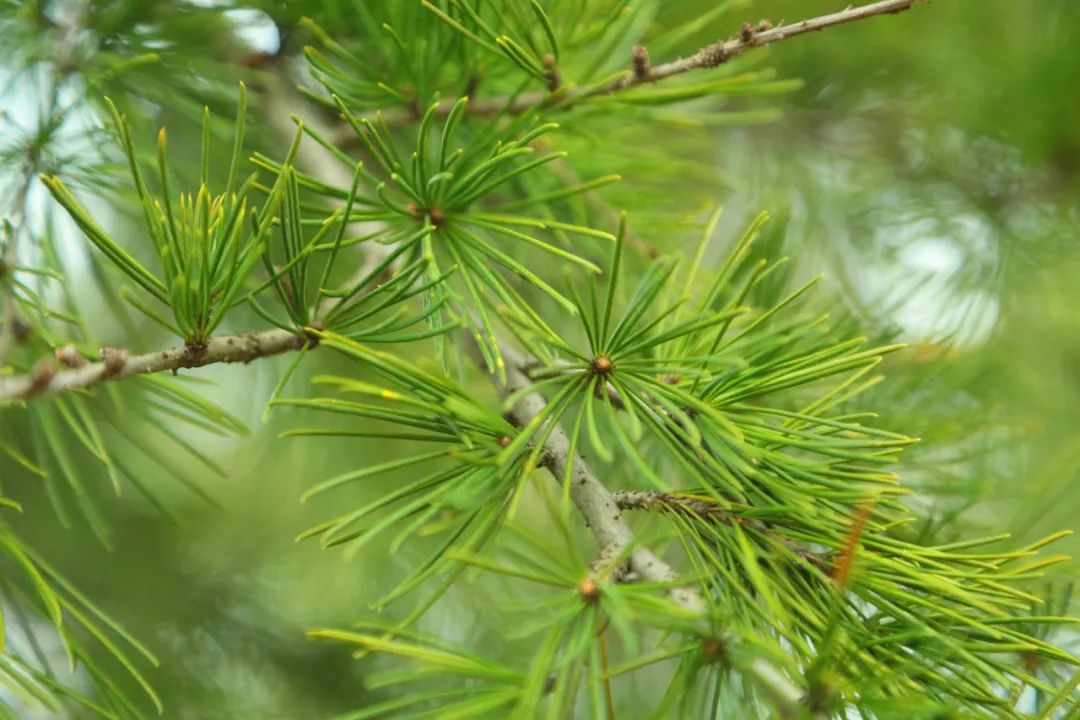 上海植物园 柏树 还有雪松,柏树,樟叶槭,榧树……它们有的终年常绿