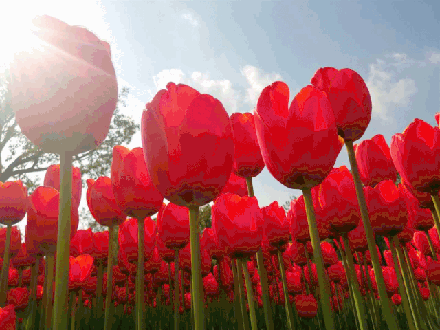 大宁公园今日开园郁金香迎客限流2000人次入园条件看这里