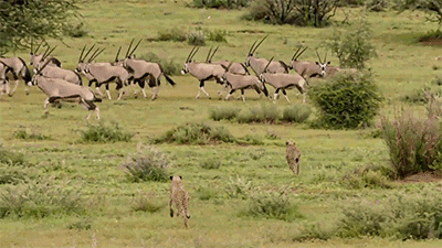 原来,东岸不仅生活着羚羊,在其附近还生活着一群狼,为了不被狼吃掉