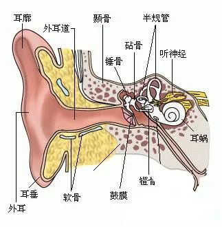 心脑血管没问题,依旧天旋地转冒冷汗,可能是"耳石"掉了