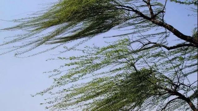 云南连发24个大风预警!快扎稳马步抱紧树!接下来