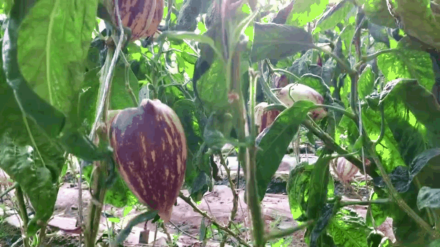 【我为乡亲卖土货】跟着主播去新华村采摘人参果喽!