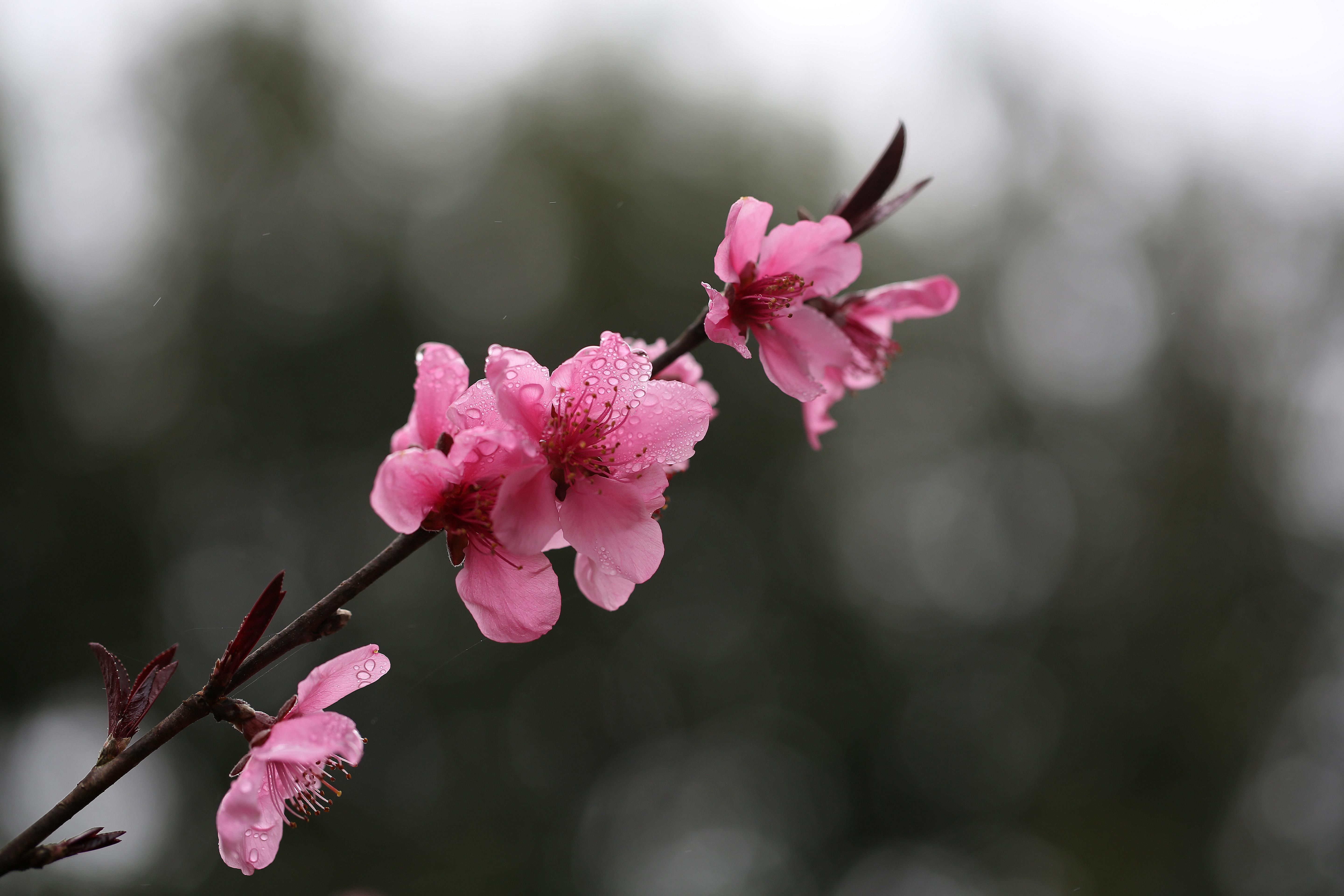 黔东南苗族侗族自治州丹寨县郊外桃花园的桃花上布满了晶莹剔透的露珠