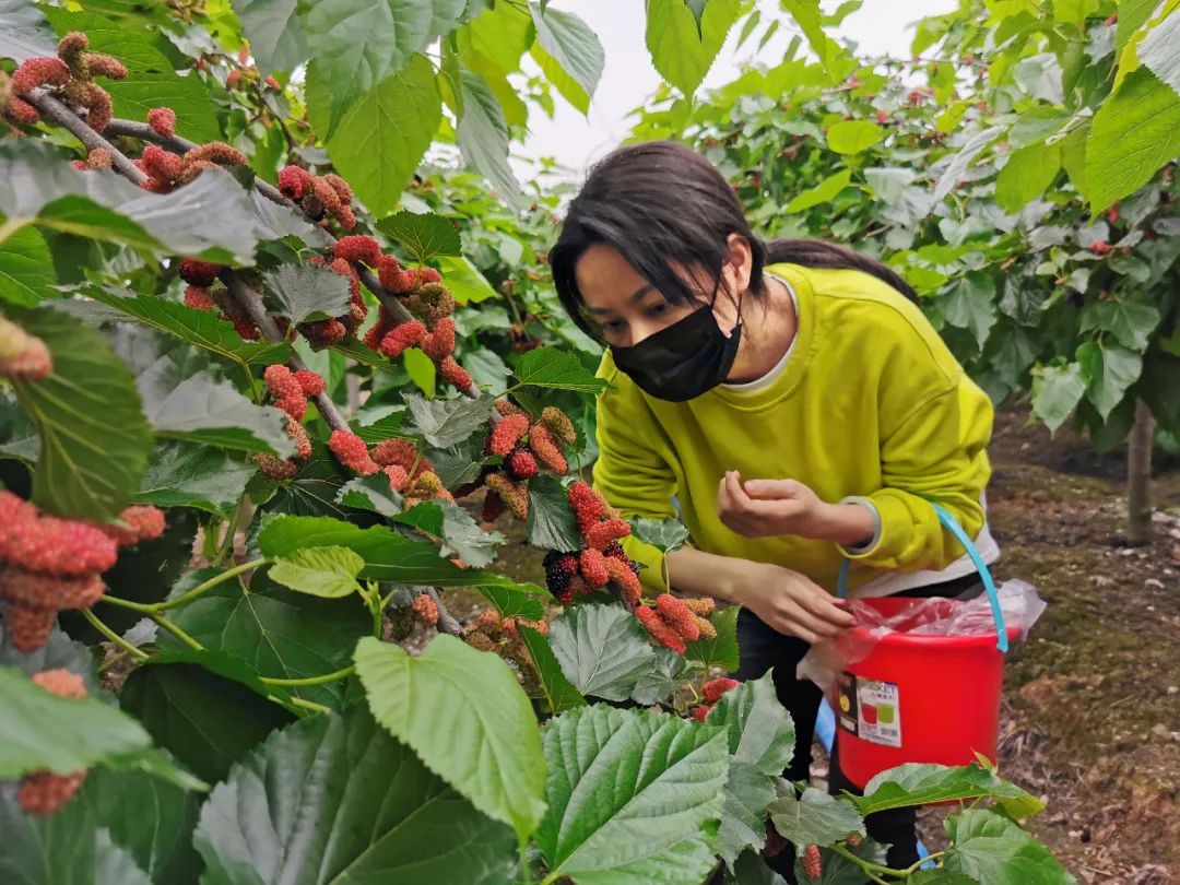 又大又甜的桑果熟了一起去晟源果桑生态园摘果吧