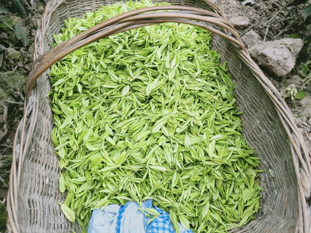 普安村是兴山白茶的主产区之一.