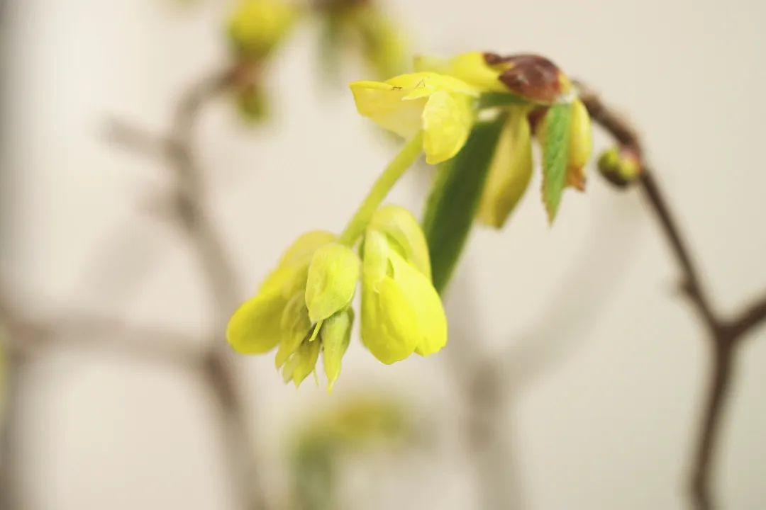 蜡瓣花小盆景清新怡人