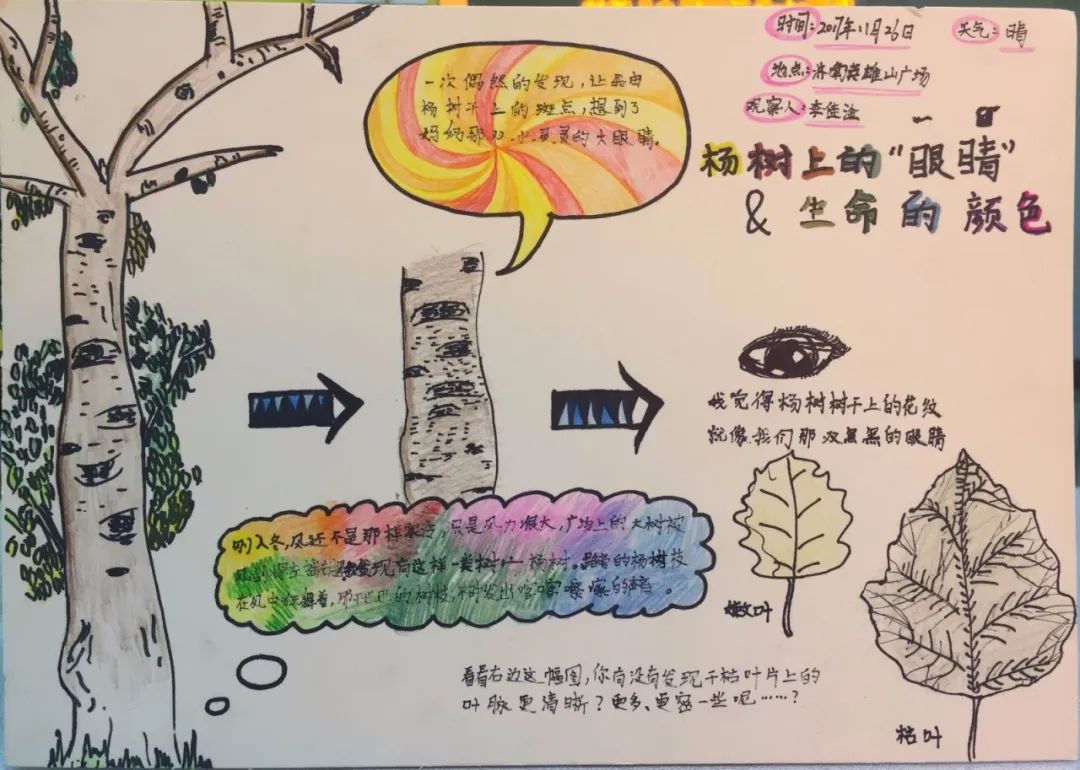 全国青少年自然笔记大赛优秀作品欣赏第四期