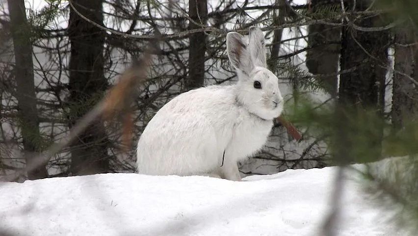 雪兔国家二级保护动物 水獭