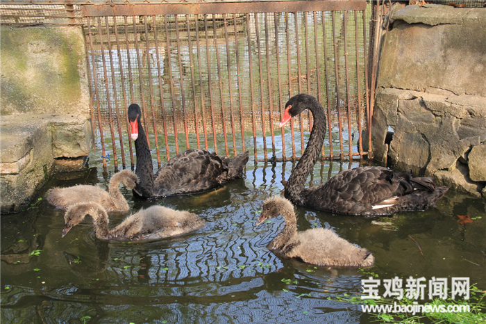 黑天鹅出生啦宝鸡动物园又添3只游泳健将