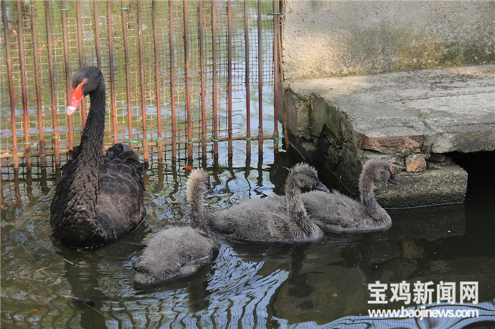 黑天鹅出生啦宝鸡动物园又添3只游泳健将