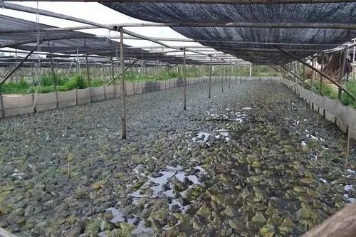 这种模式较为环保,但牛蛙适应性强,繁殖速度快,池塘养殖需避免牛蛙逃