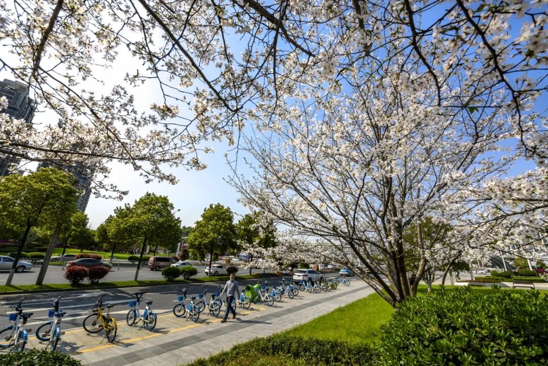 蝴蝶在春光中挥动翅膀 共同构成一幅和谐的春景图 关于春天的场景