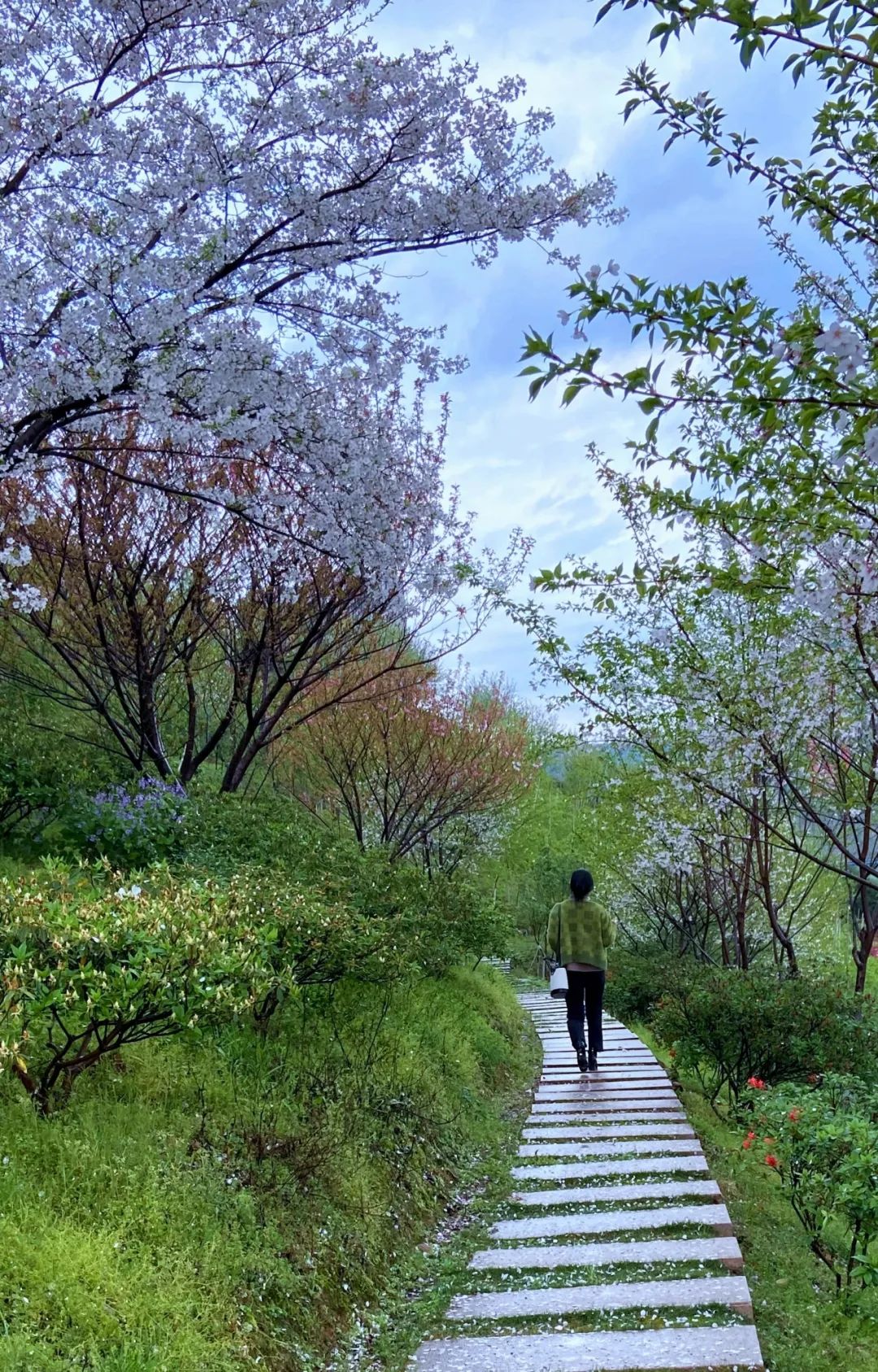 蝴蝶在春光中挥动翅膀 共同构成一幅和谐的春景图 关于春天的场景