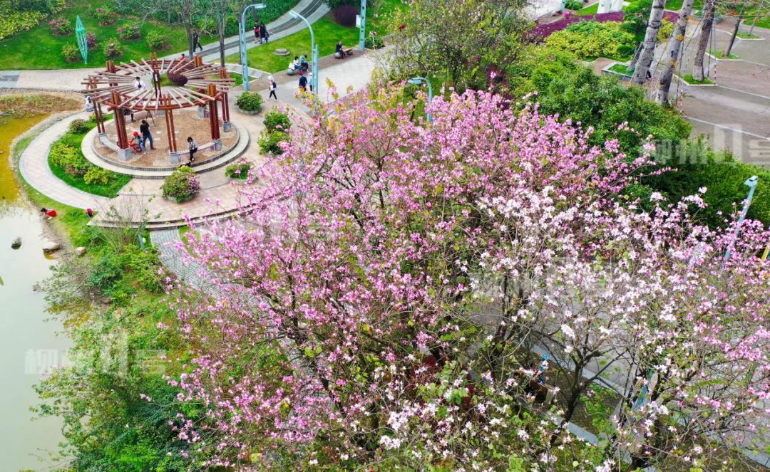 紫荆花今日霸屏央视,柳州又一次惊艳全国!海量美图来