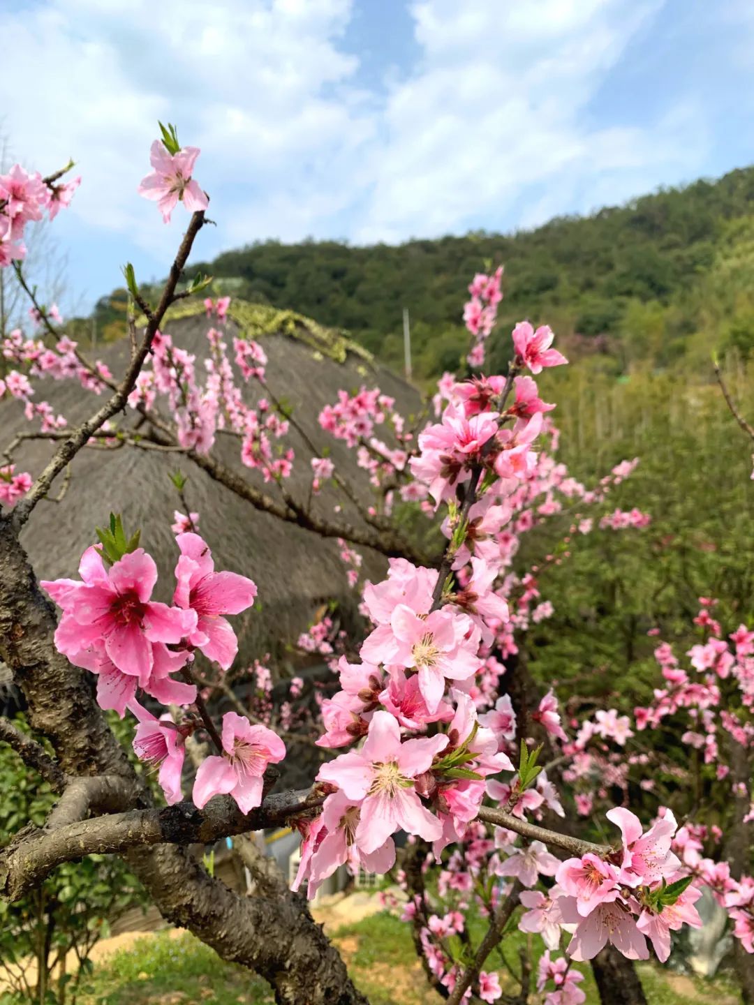花开德清 |现实版"三生三世十里桃林",和春天的粉色浪漫之约