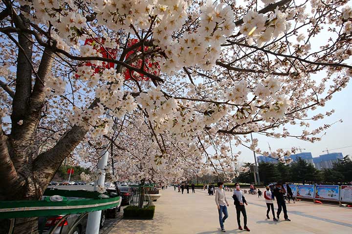 3月24日,记者来到市人民广场看到,这里的樱花已经开始绽放,吸引了