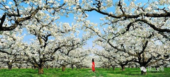 2020中国砀山网络梨花节举行多场直播活动