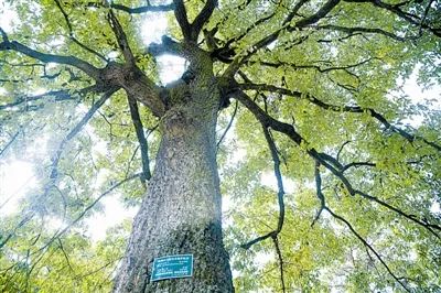 树木传奇|栎树:养人养眼的多宝树