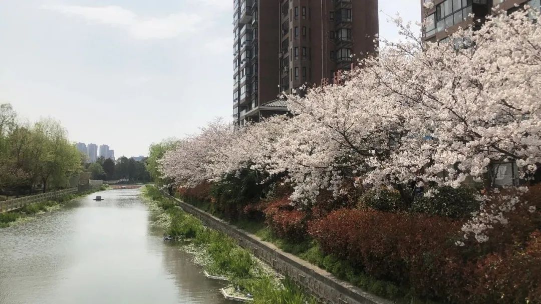 阳光水岸苑樱花属于乔木的一种,樱花树还可以作为行道树种植.