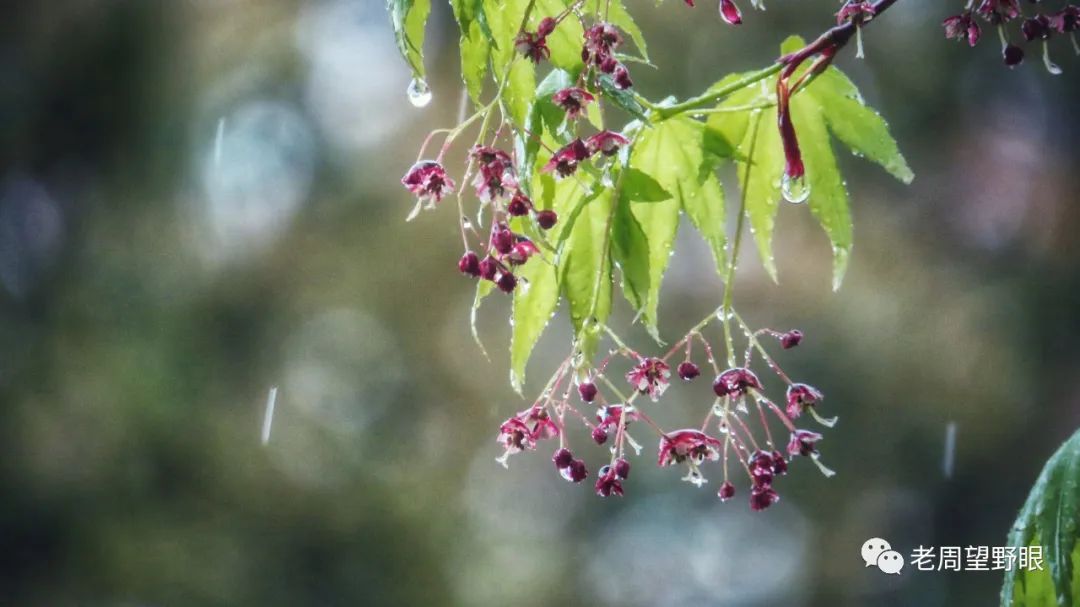 哎呀呀,毛毛雨